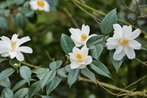 Camellia japonica Lilly Pons,                     